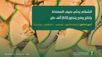 الشمام يحلق بالصيف في المملكة بإنتاج وفير يتجاوز 63 ألف طن سنويًا
