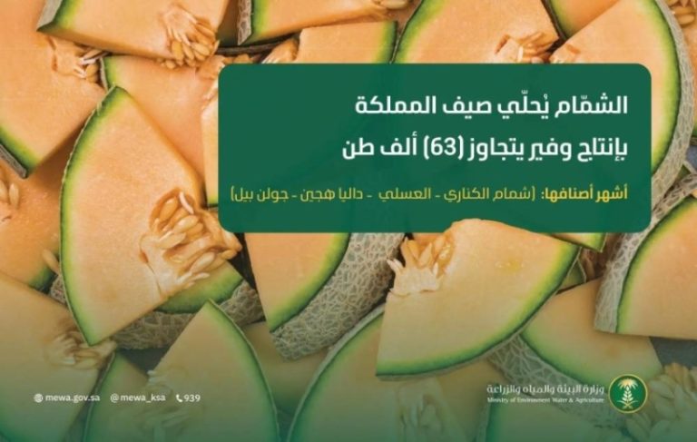 الشمام يحلق بالصيف في المملكة بإنتاج وفير يتجاوز 63 ألف طن سنويًا