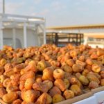 المركز الوطني للنخيل والتمور يعلن عن استمرار تفعيل المنصة الرقمية للأسواق الموسمية.