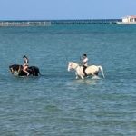 ركوب الخيل على شواطئ الغردقة.. تجربة ساحرة تجذب العشاق والسياح (صور)