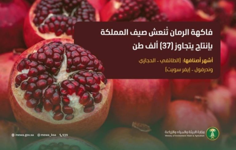 زيادة إنتاج الرمان: التوجهات الحالية وأثرها على السوق المحلي والعالمي.
