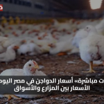 سعر الفراخ البيضاء أسعار الدواجن في مصر اليوم وفرق الأسعار بين المزارع والأسواق