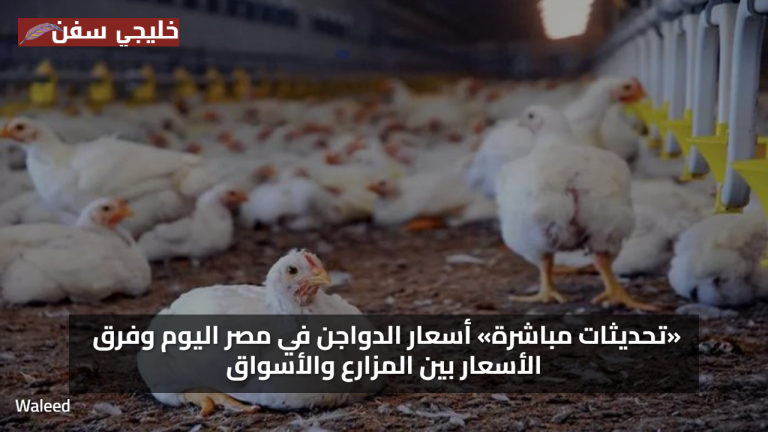 سعر الفراخ البيضاء أسعار الدواجن في مصر اليوم وفرق الأسعار بين المزارع والأسواق