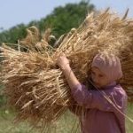 انخفاض تاريخى فى واردات مصر من القمح.. اعرف السبب