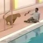 نهش رقبته.. نمر يهرب من قفص ويهاجم إسرائيلى فى حديقة حيوان بالقدس