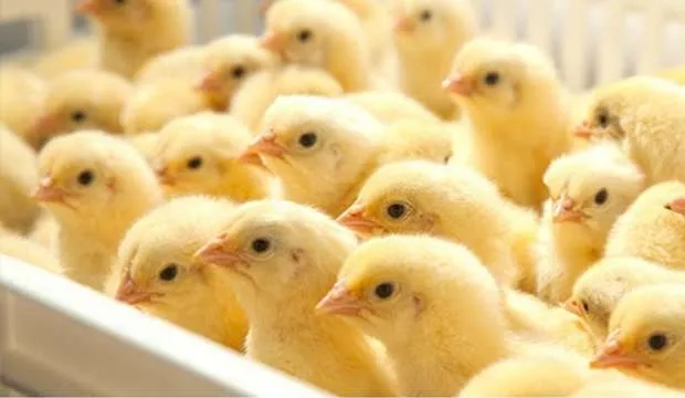 سعر الكتاكيت