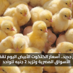 ارتفاع جديد.. أسعار الكتكوت الأبيض اليوم تقفز في الأسواق المصرية وتزيد 2 جنيه للواحد