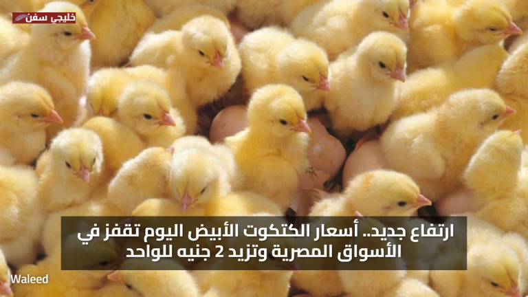 ارتفاع جديد.. أسعار الكتكوت الأبيض اليوم تقفز في الأسواق المصرية وتزيد 2 جنيه للواحد