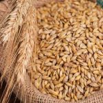 سعر طن الأرز الشعير