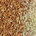 سعر طن الأرز الشعير