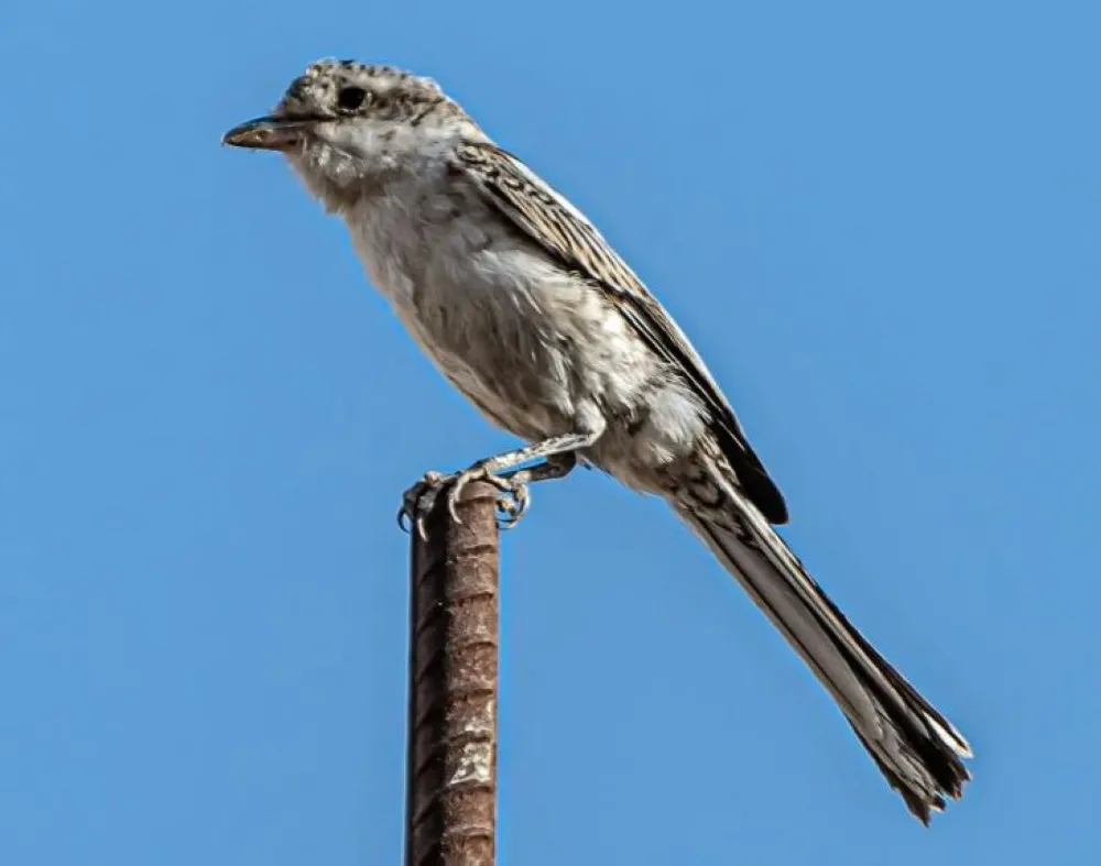 طائر الصرد المُقنّع Lanius nubicus