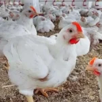 أسعار الفراخ