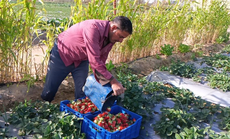 تركيب ثمرة الفراولة