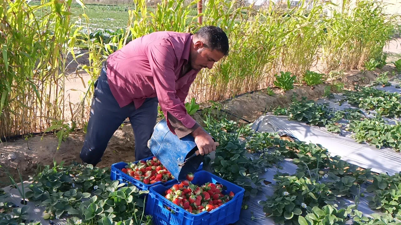 تركيب ثمرة الفراولة