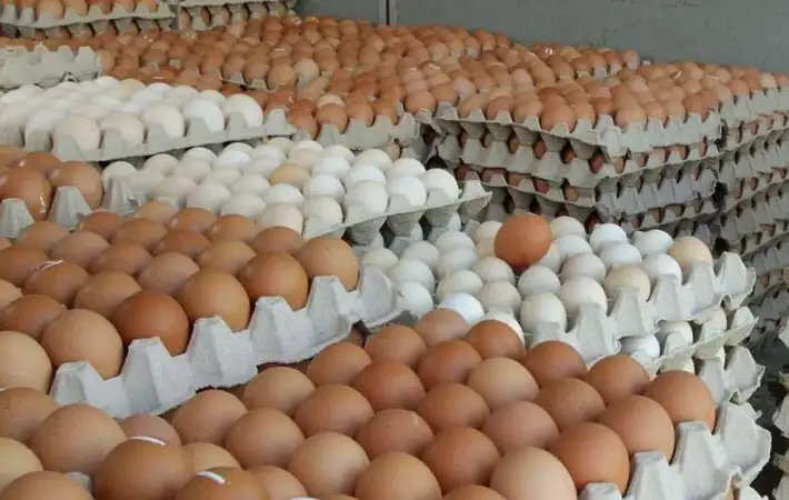 سعر البيض