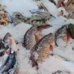 مصر تتألق عالمياً: المجلس التصديرى يكشف تصدرها في صادرات سمك البلطى