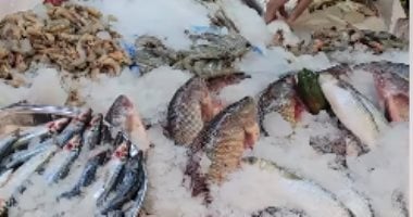 مصر تتألق عالمياً: المجلس التصديرى يكشف تصدرها في صادرات سمك البلطى