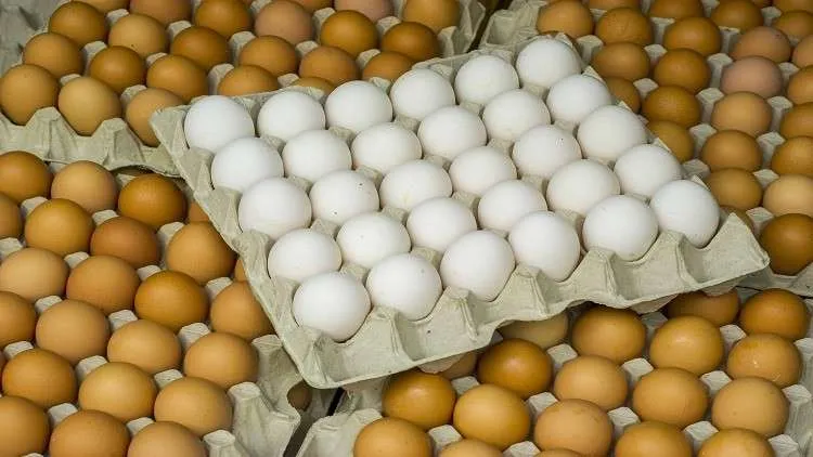 طبق البيض