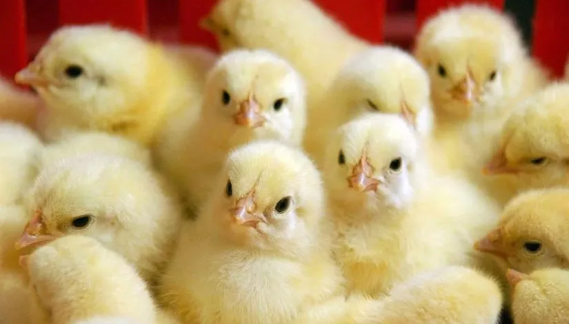 سعر الكتاكيت