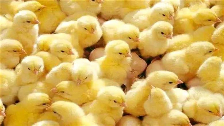 سعر الكتاكيت البيضاء اليوم