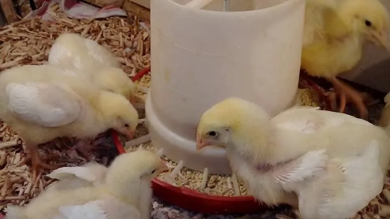 سعر الكتاكيت اليوم