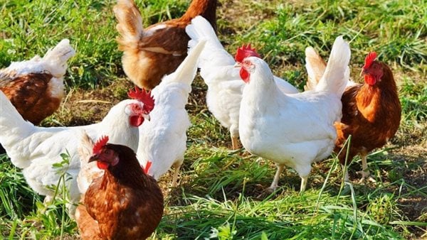 الفراخ البيضاء والساسو والبلدي