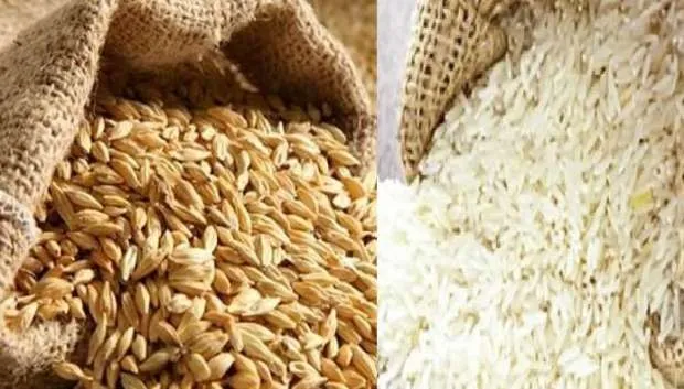 الأرز الشعير والأبيض