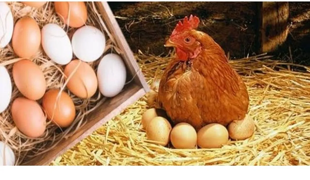 الفراخ والبيض والطيور