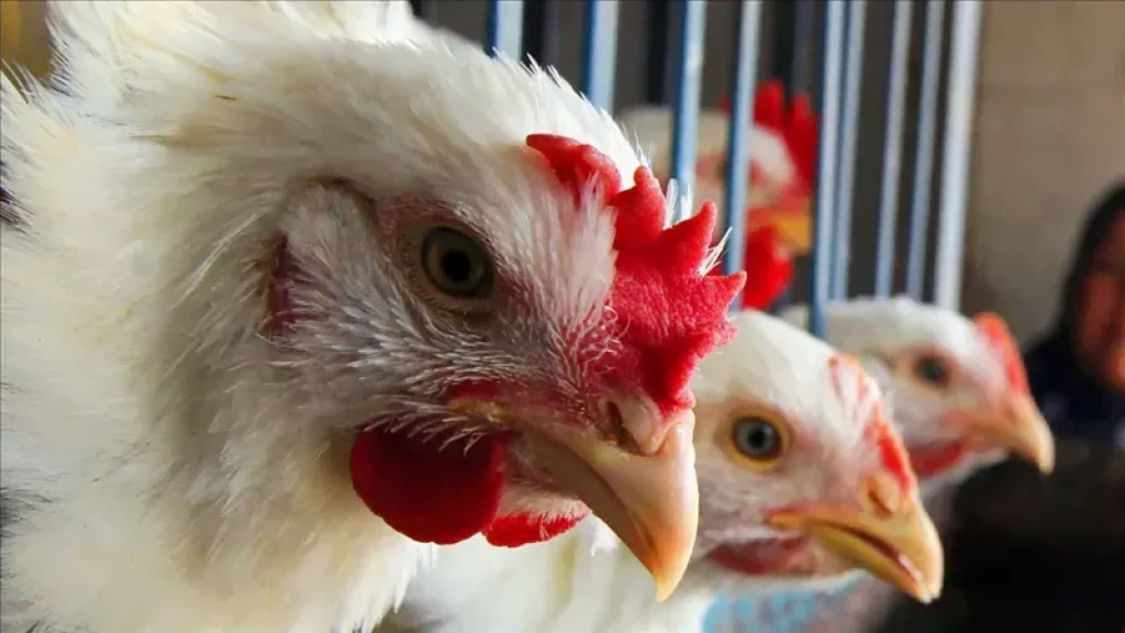 اسعار الفراخ