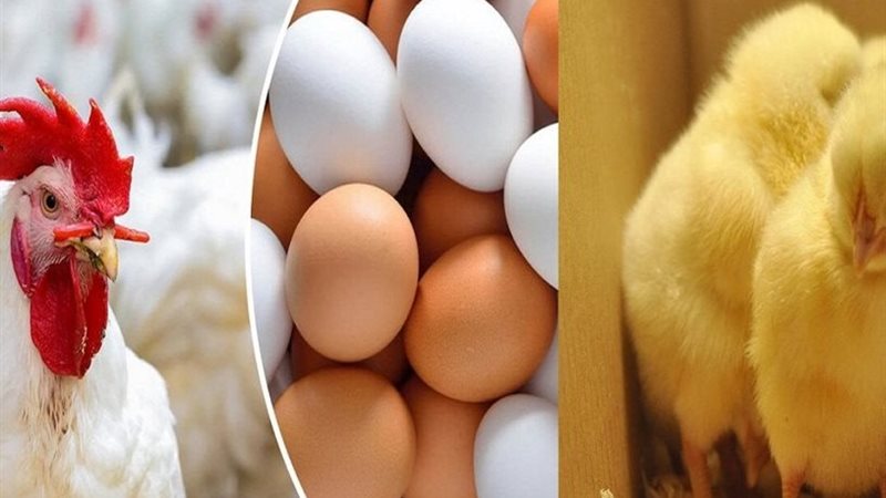 أسعار الدواجن والبيض