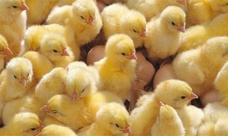 سعر الكتاكيت