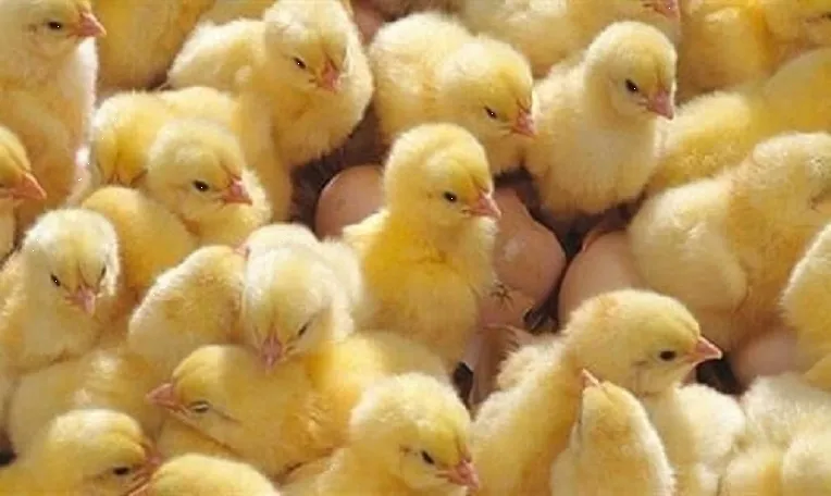 سعر الكتاكيت