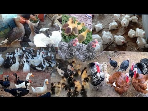 الدواجن والبط والرومي والأرانب
