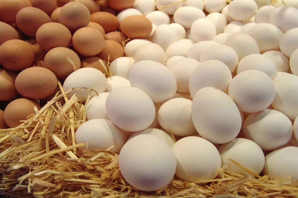 أسعار البيض البلدي والأبيض