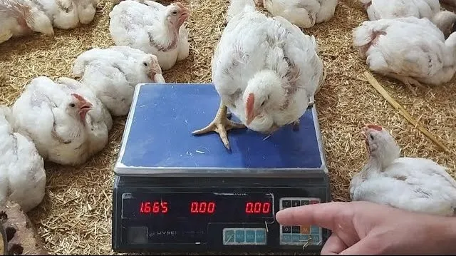 الفراخ البيضاء