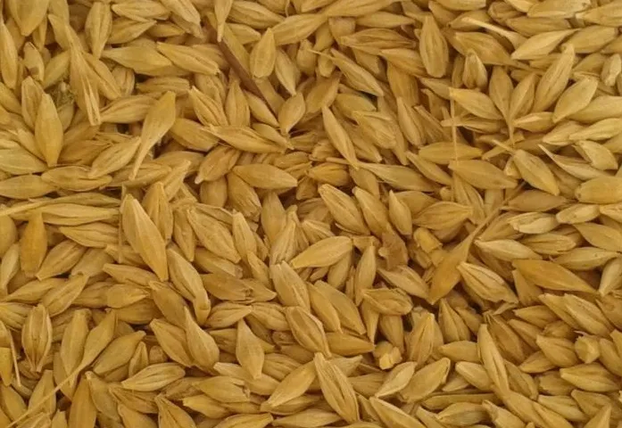 الأرز الشعير