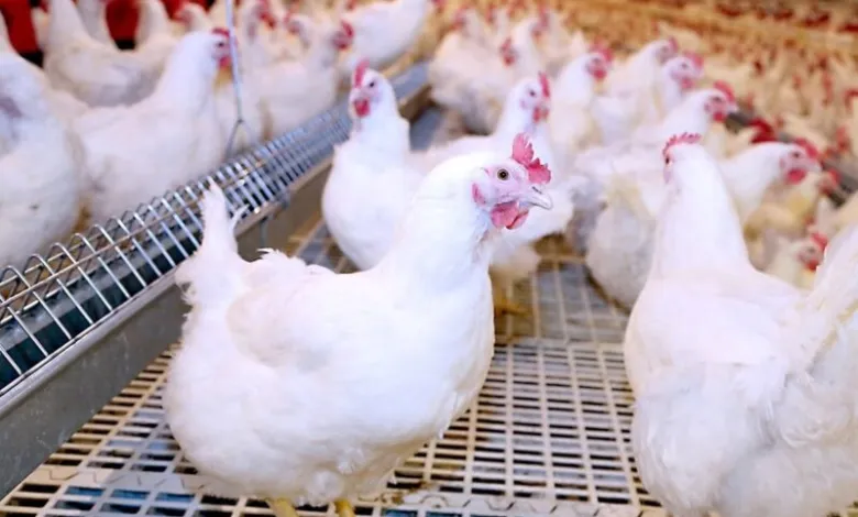 أسعار الفراخ