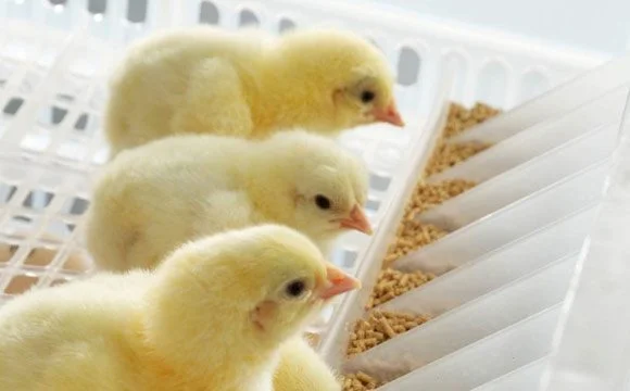 أسعار الكتاكيت