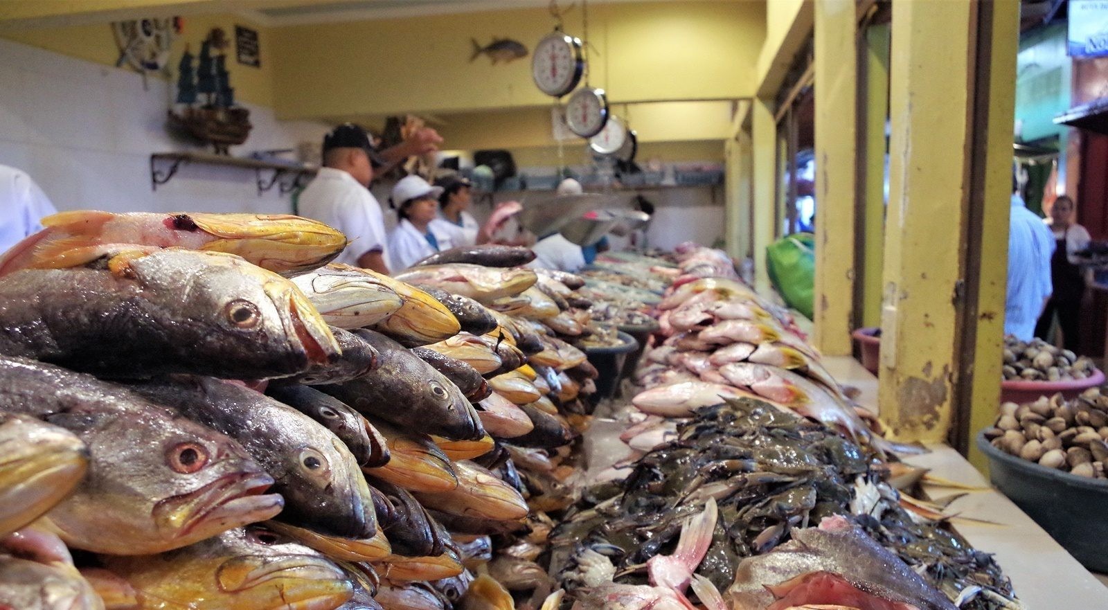 أسعار الأسماك والجمبري