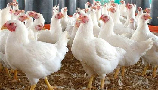 الفراخ البيضاء والساسو والبلدي