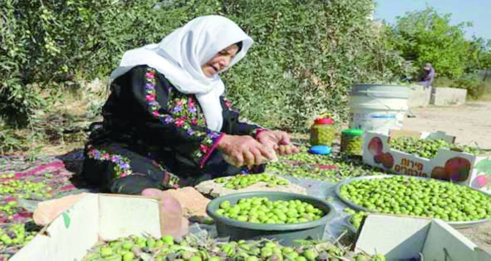 موسم حصاد الزيتون لعام 1447