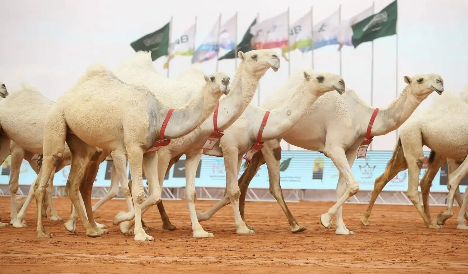 نادي الإبل