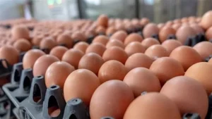 أسعار البيض اليوم السبت بالأسواق (موقع رسمي)