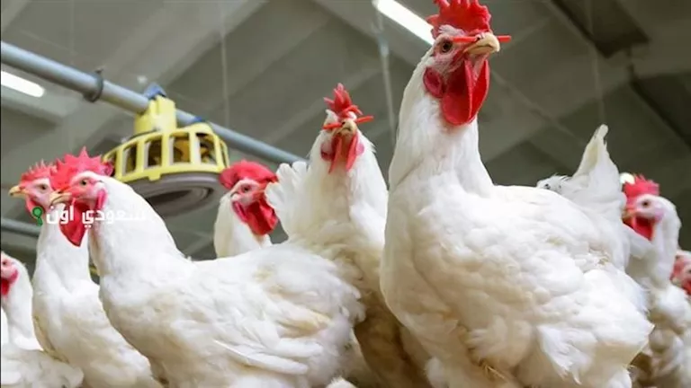 أسعار الدواجن اليوم السبت تشهد ارتفاعًا ملحوظًا في الأسواق وفقًا أسعار الدواجن اليوم السبت بالأسواق (موقع رسمي)